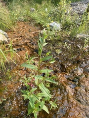 Epilobium pseudorubescens