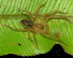 Rapua australis