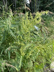 Rumex aquaticus