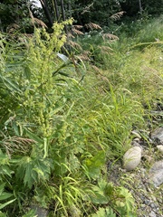 Rumex aquaticus
