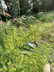 Rumex aquaticus