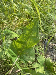 Rumex aquaticus