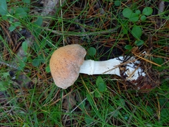Cortinarius laniger