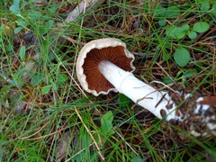 Cortinarius laniger