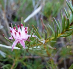 Diastella proteoides