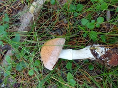 Cortinarius laniger