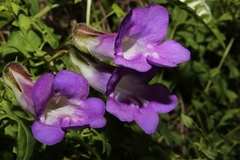 Maurandya barclayana
