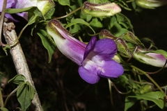 Maurandya barclayana