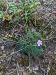 Dianthus humilis
