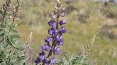 Lupinus formosus