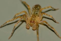 Rapua australis