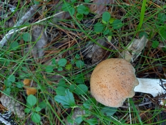 Cortinarius laniger