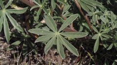 Lupinus formosus