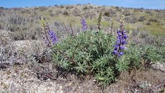 Lupinus formosus