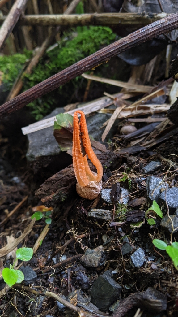 Pseudocolus fusiformis · August 2021 · photo: © chengte (iNaturalist, cc-by)