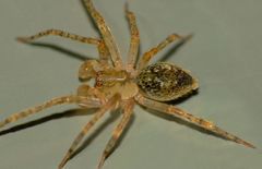 Rapua australis