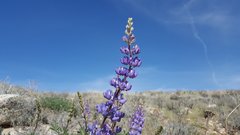 Lupinus formosus