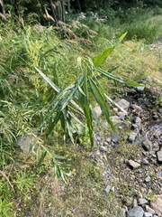 Salix schwerinii