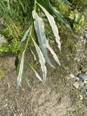 Salix schwerinii