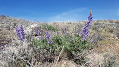 Lupinus formosus