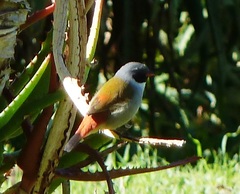 Coccopygia melanotis