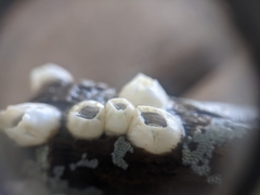 Amphibalanus eburneus