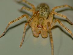 Rapua australis