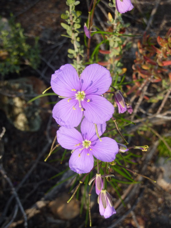 Pepper Sunspurge