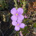 Heliophila suavissima - Photo no hay derechos reservados, subido por Di Turner