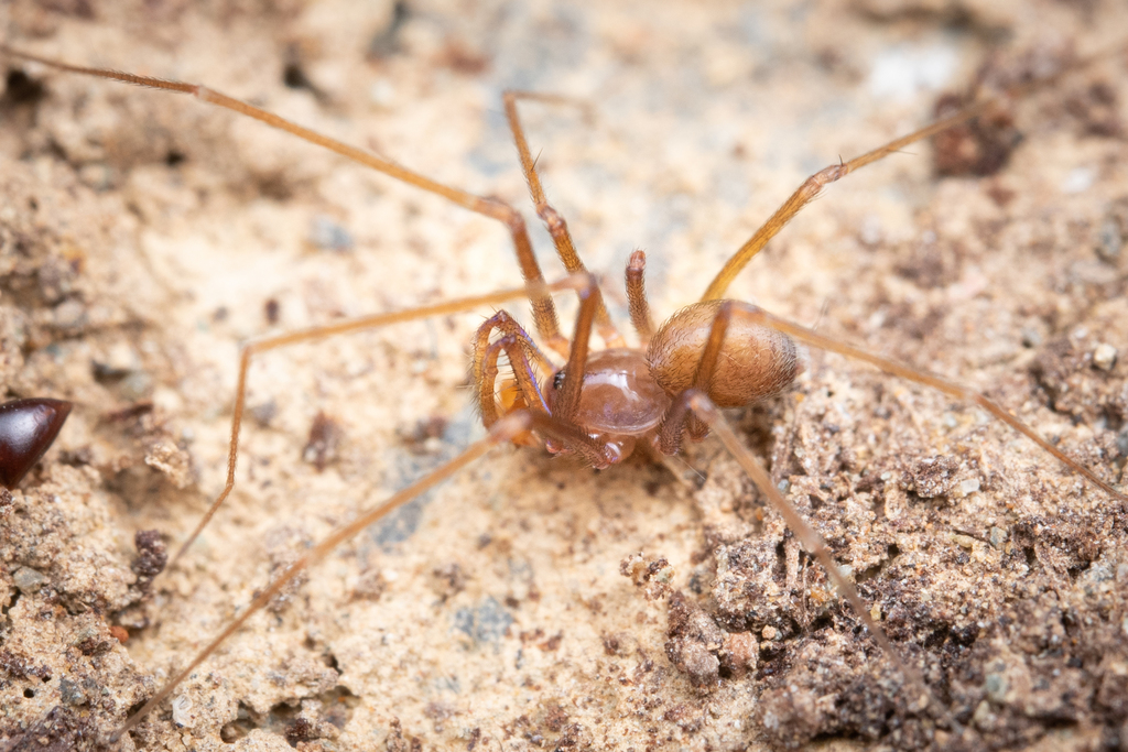 Calileptoneta