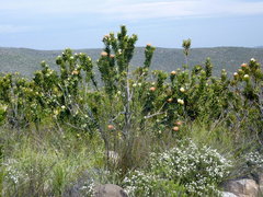 Leucospermum pluridens
