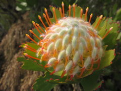 Leucospermum pluridens