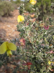 Lotononis dahlgrenii