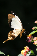 Papilio dardanus