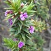 Muraltia cliffortiifolia - Photo 由 Di Turner 所上傳的 不保留任何權利
