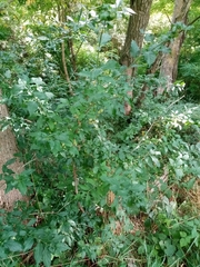 Euonymus europaeus