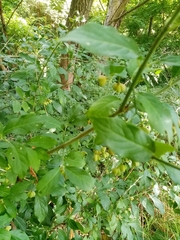 Euonymus europaeus
