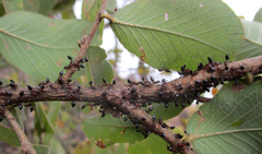 Crematogaster melanogaster