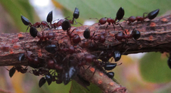 Crematogaster melanogaster