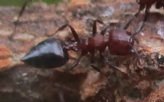 Crematogaster melanogaster