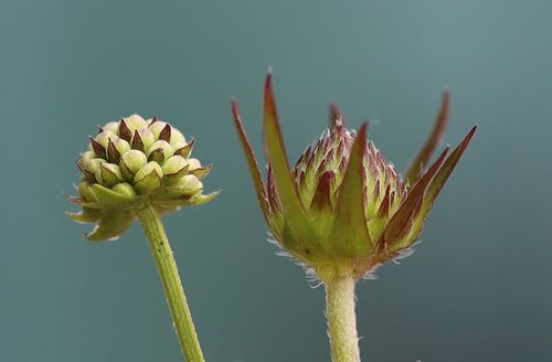 Succisella