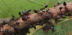 Crematogaster melanogaster