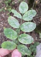 Erysiphe palczewskii