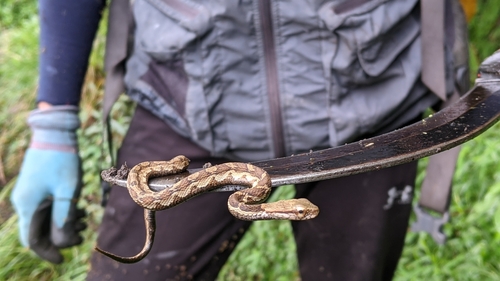 False Habu, Pseudagkistrodon rudis
