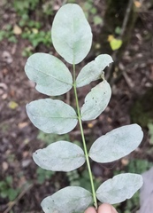 Erysiphe palczewskii