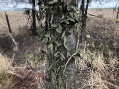 Capparis loranthifolia