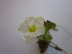 Oxalis algoensis