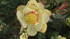 Leucadendron tinctum