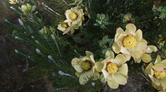 Leucadendron tinctum
