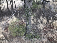 Capparis loranthifolia